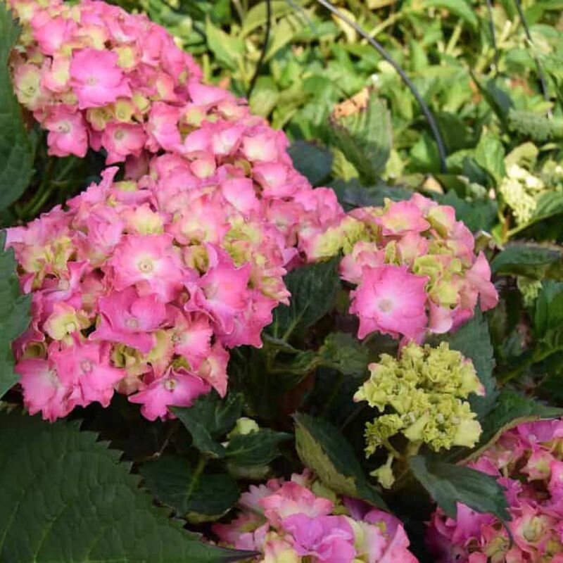 Hydrangea macrophylla 'Mariesii Perfecta' (L) 30-40 cm